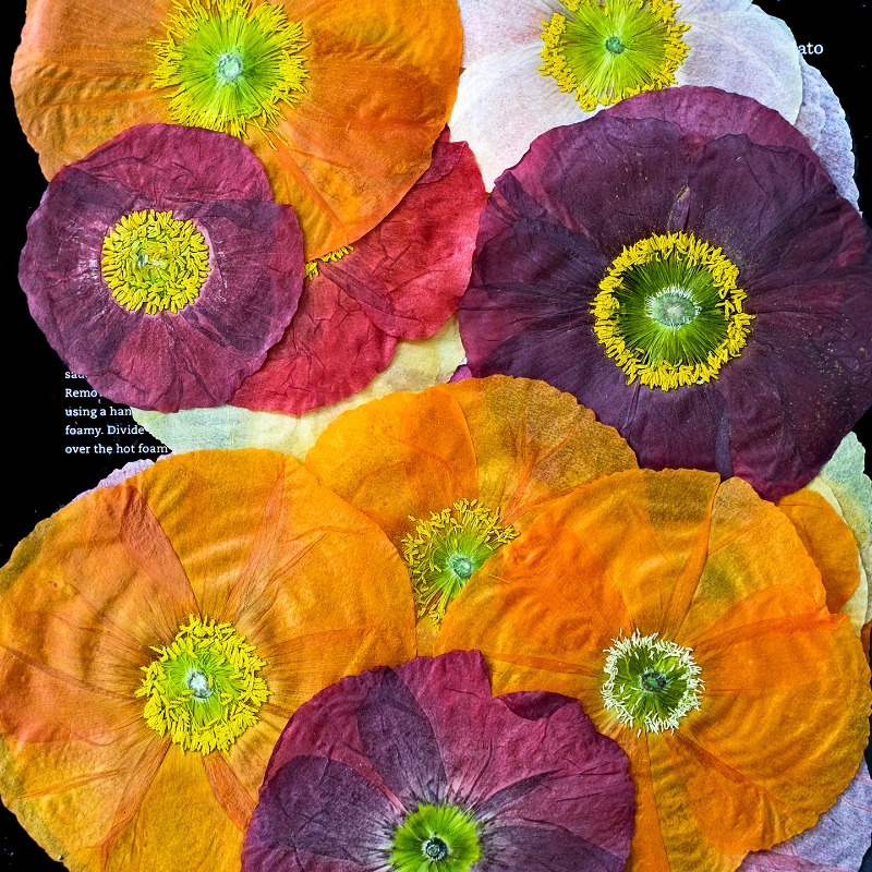 قطعة واحدة، زهور الخشخاش الطبي - مراجعة Resin Art Photo Frame وسعره